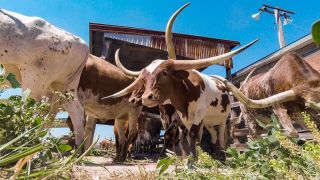 Texas - Fort Worth 1