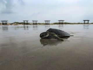 Tourweb-Fernweh-Angebote/USA/Texas/CorpusChristi1