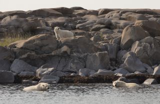Manitoba - Eisbären 4