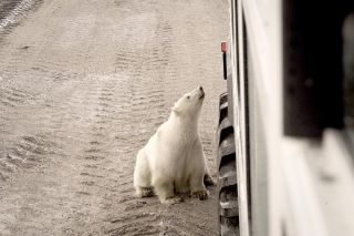 Manitoba - Eisbären 5