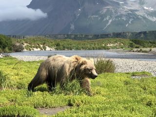 Alaska - Allgemein Bär Katmai