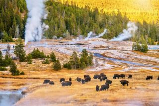 Wyoming - Yellowstone Büffel