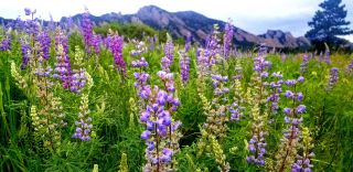 Colorado - Wildblumen