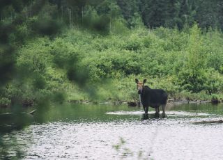 Maritime - New Brunswick Allgemein Elch