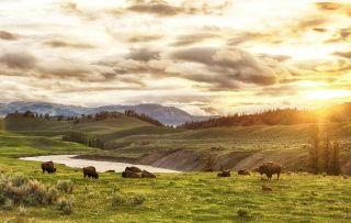 Wyoming - Prärie Büffel