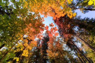 British Columbia - Fahrt Parksville - Tofino