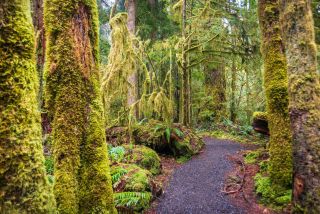 Washington State - Olympic Regenwald