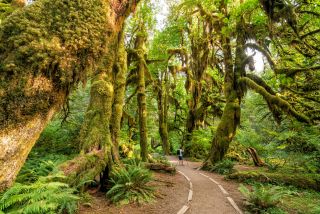 Washington State - Olympic Regenwald