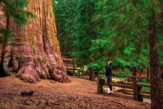 Kalifornien - Redwood
