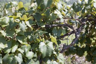 Neuengland Staaten - Weinanbau