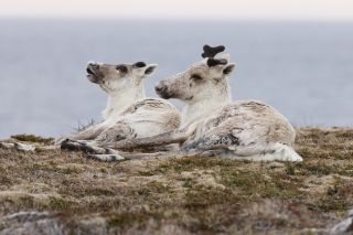 Maritime - Neufundland Karibu