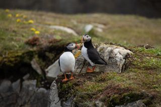 Maritime - Neufundland Puffins