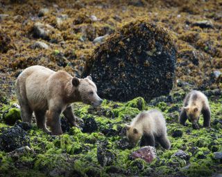 British Columbia - Bären