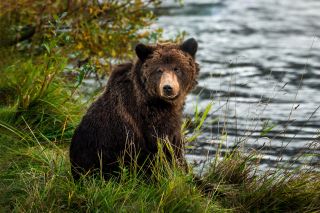 British Columbia - Grizzly Bär Safari