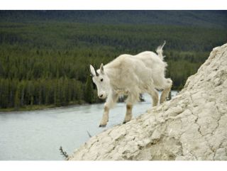 Tourweb-Fernweh-Angebote/Alberta/Jasper-NP-02