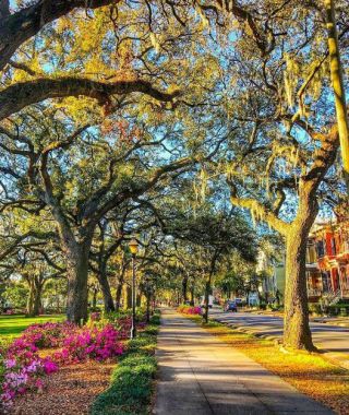 Tourweb-Fernweh-Angebote/USA/Südstaaten/Savannah springtime