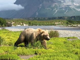 Tourweb-Fernweh-Angebote/USA/Alaska/Haines Junction bear