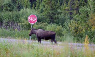 Tourweb-Fernweh-Angebote/Alaska/FüllbildElch