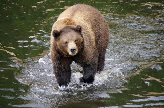 Tourweb-Fernweh-Angebote/AlaskaBraunbaer