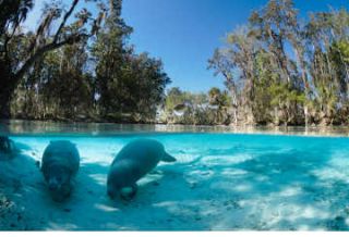 Tourweb-Fernweh-Angebote/USA/Florida/ Crystal River