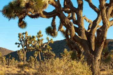 Joshua Tree Startseite