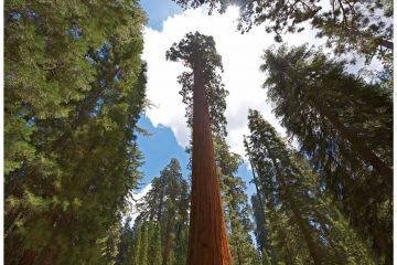 Sequoias Startseite